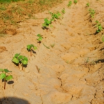 Sport en micro-farming in Kaapstad
