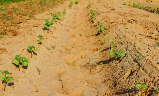 Sport en micro-farming in Kaapstad